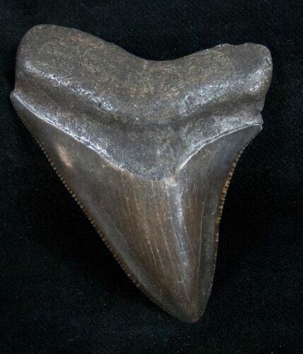 Brown Megalodon Tooth - Georgia River #10983